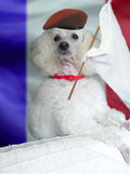 FrenchPoodle FrenchPoodle