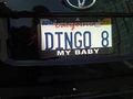 Dingo 8 my baby Dingo 8 my baby