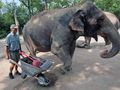 Elephant cleanup Elephant cleanup